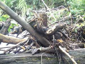 Picture of gapù