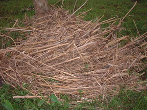 Picture of gapù