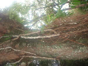 Picture of gawed