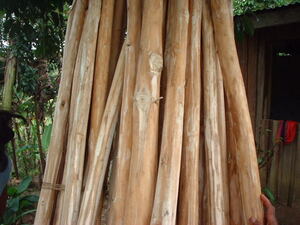 Picture of geed1