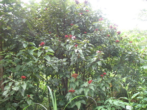 Picture of gelluhè