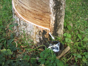 Picture of gumà