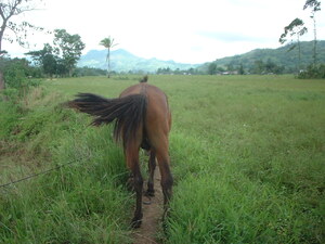 Picture of ikug