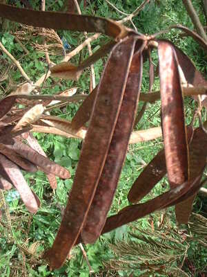 Picture of ipil-ipil