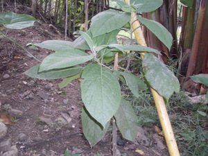 Picture of isù