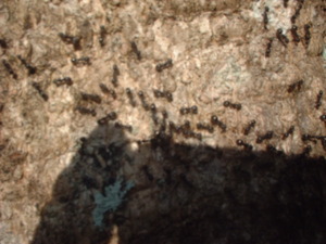 Picture of iteng