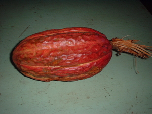 Picture of kakaw