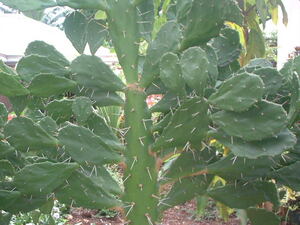 Picture of kaktus