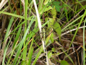 Picture of kalabilabi