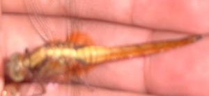 Picture of kalabilabi