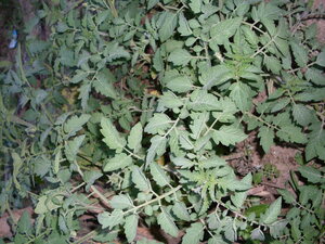 Picture of kalamantis