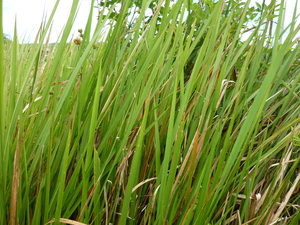 Picture of kalan