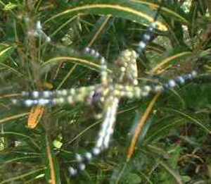 Picture of kalawe-lawè