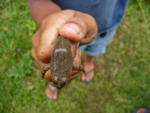 Picture of kalenep