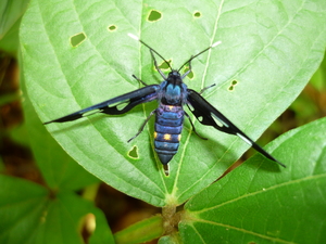 Picture of kalibangbang