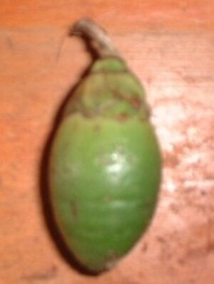 Picture of kalisew