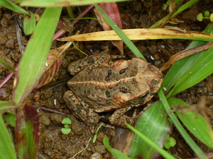 Picture of kaliskisen