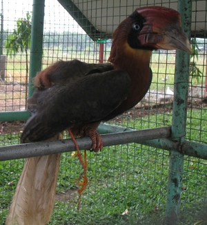 Picture of kaliyawa