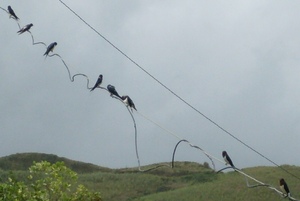 Picture of kaluhey-luhey