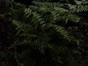 Picture of kalumenga