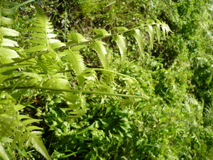 Picture of kalumenga