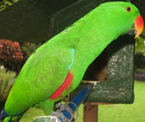 Picture of kalusisi