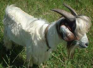 Picture of kambing