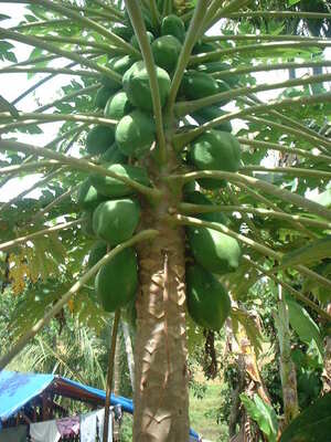 Picture of kapayas1