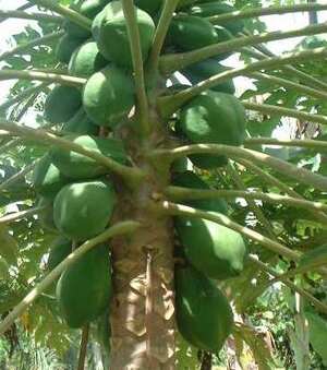 Picture of kapayas1