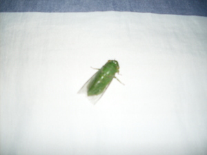 Picture of kasakasa