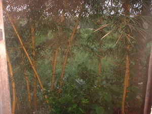 Picture of kawayan