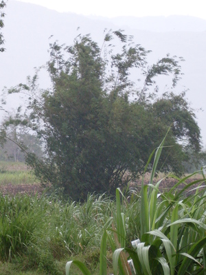 Picture of kawayan