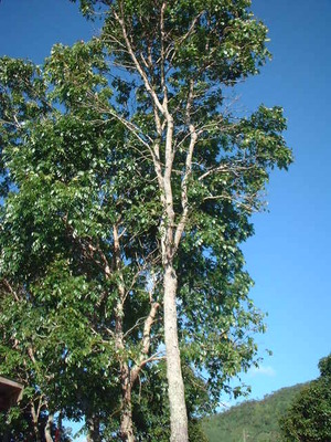 Picture of kayu