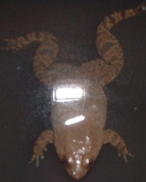 Picture of kelekitek