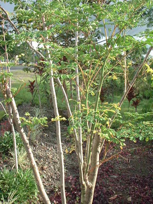 Picture of kelemunggay