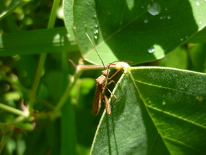 Picture of keleuu
