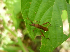 Picture of keleuu