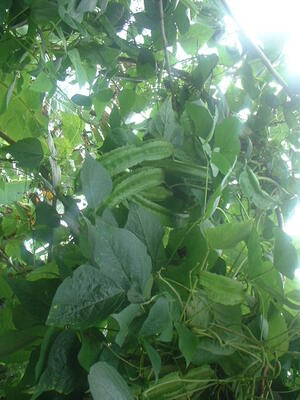 Picture of kelubang