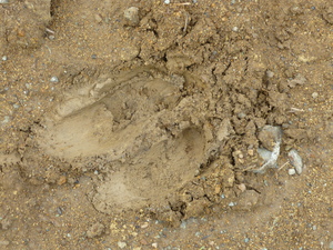 Picture of kemes