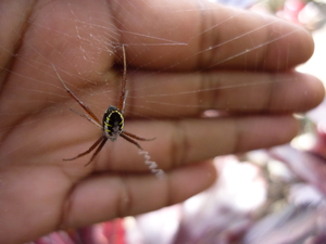 Picture of kewiwang