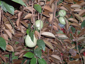 Picture of keyimitu