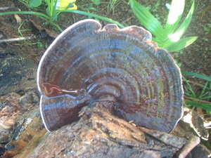 Picture of kulat