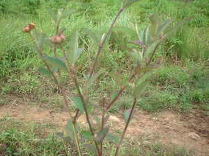 Picture of kuleyien