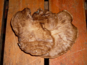 Picture of kulihi