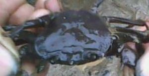 Picture of kumang