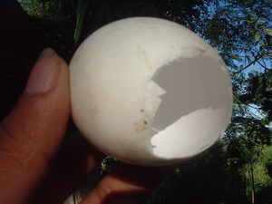 Picture of kupesang