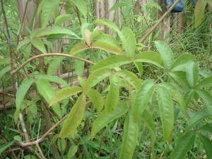 Picture of lagundi