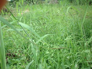 Picture of lama_ne_egpamuhawangan