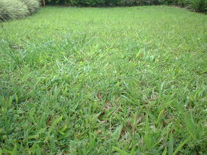 Picture of lama_ne_egpasiliran