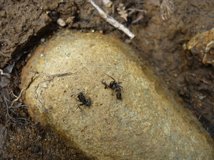 Picture of lametik